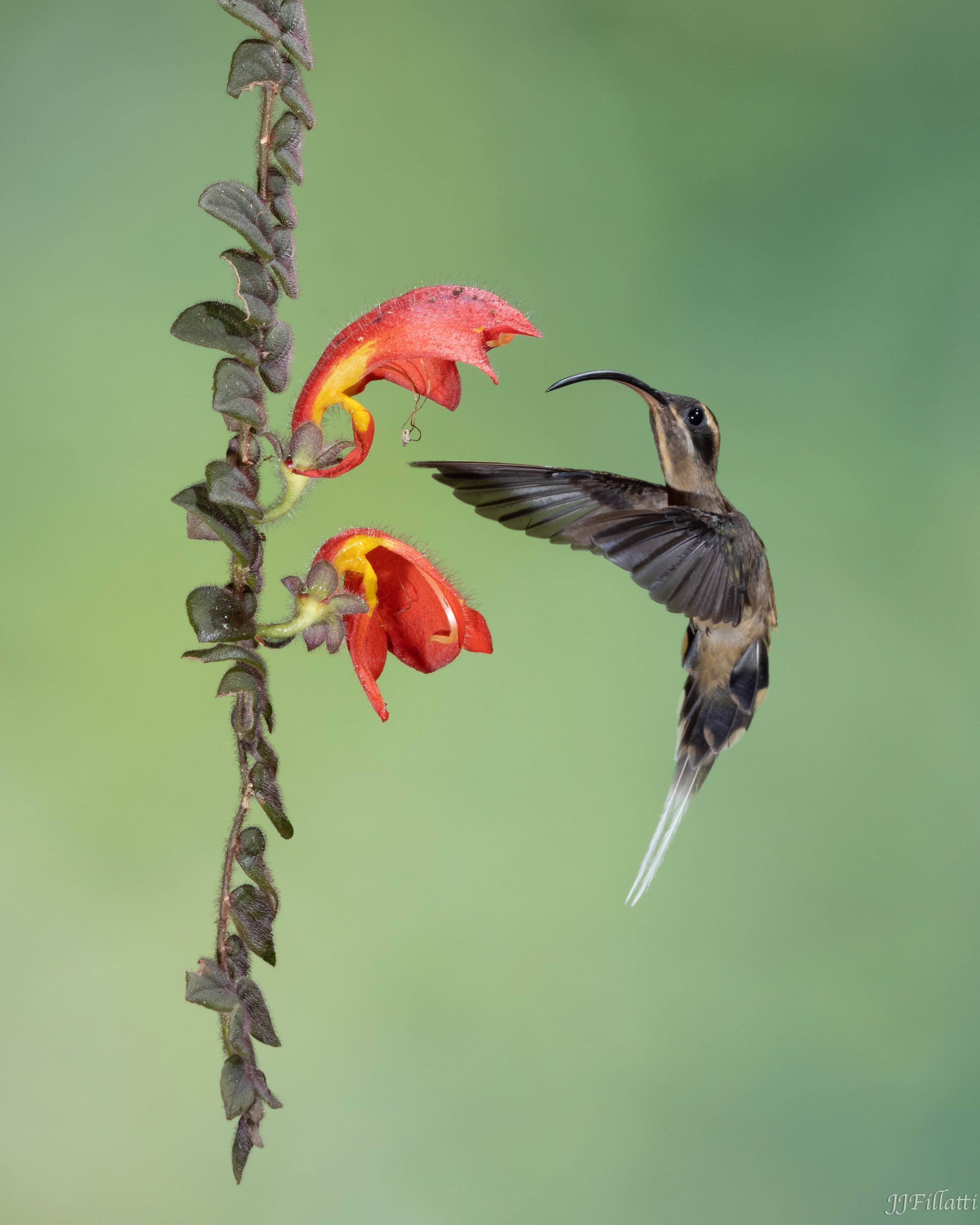 bird of Costa Rica image 20